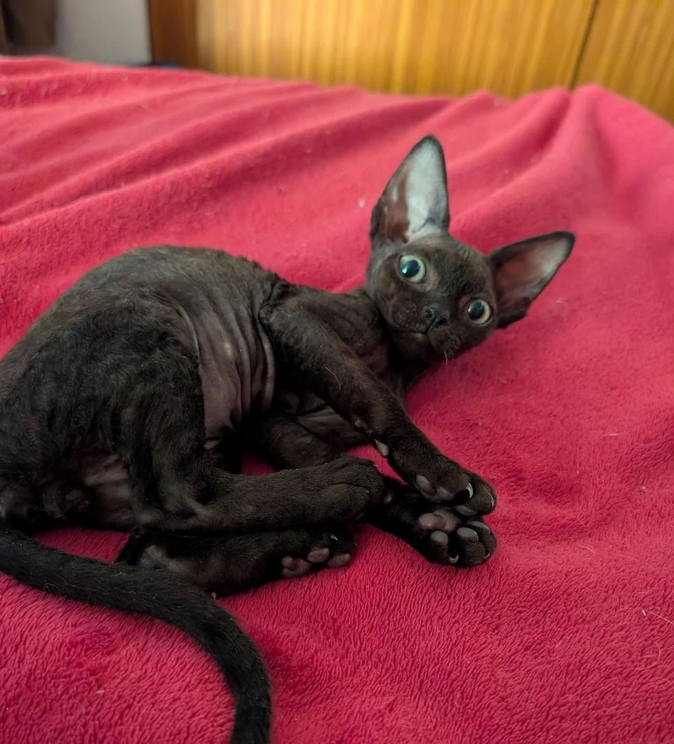 Devon-Rex-Kätzchen
