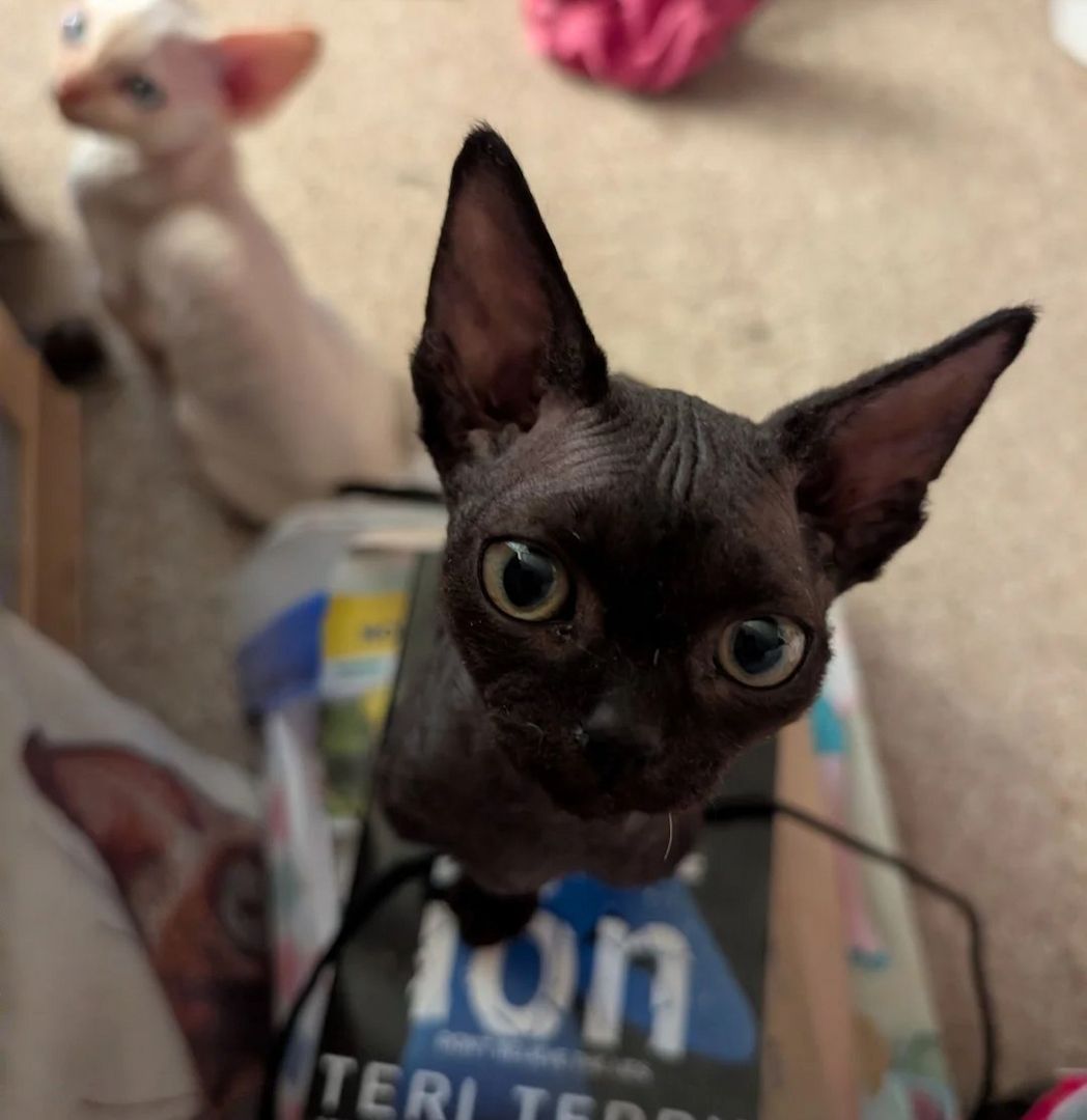 Devon-Rex-Kätzchen