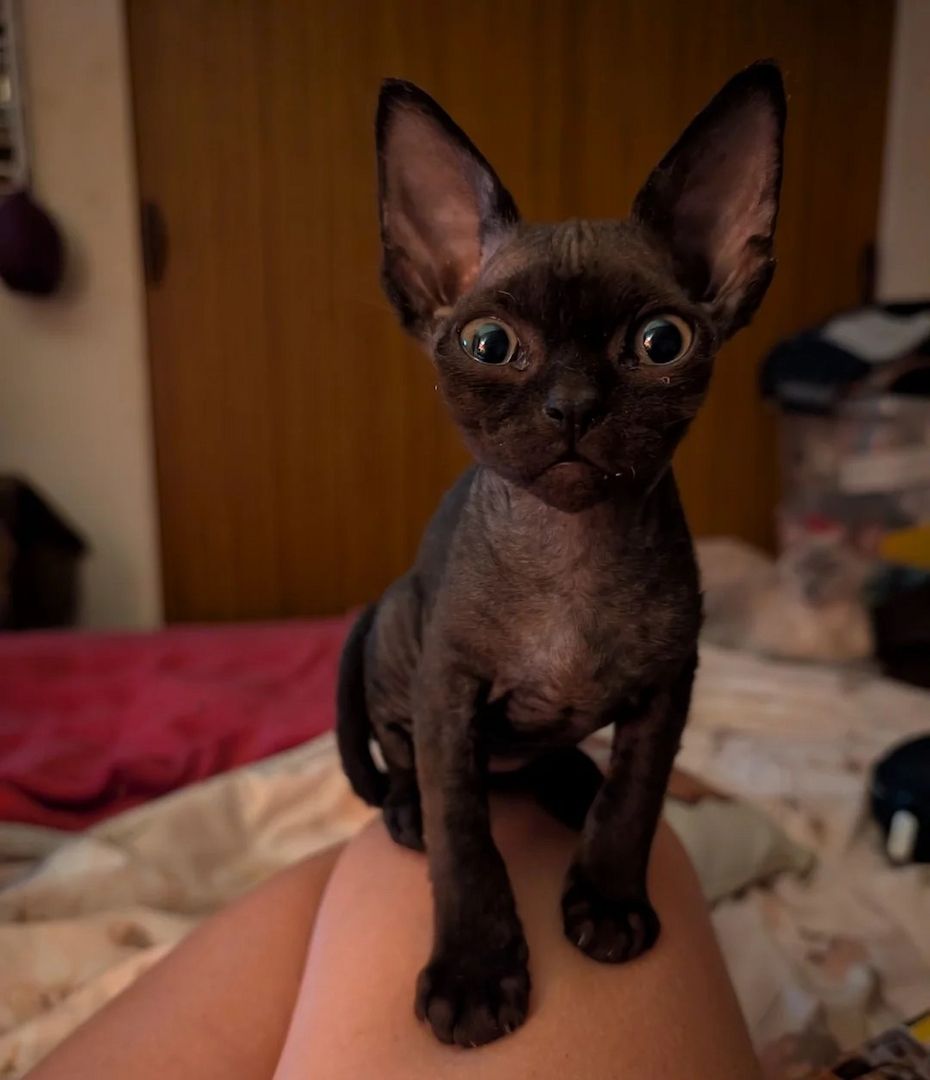 Devon-Rex-Kätzchen