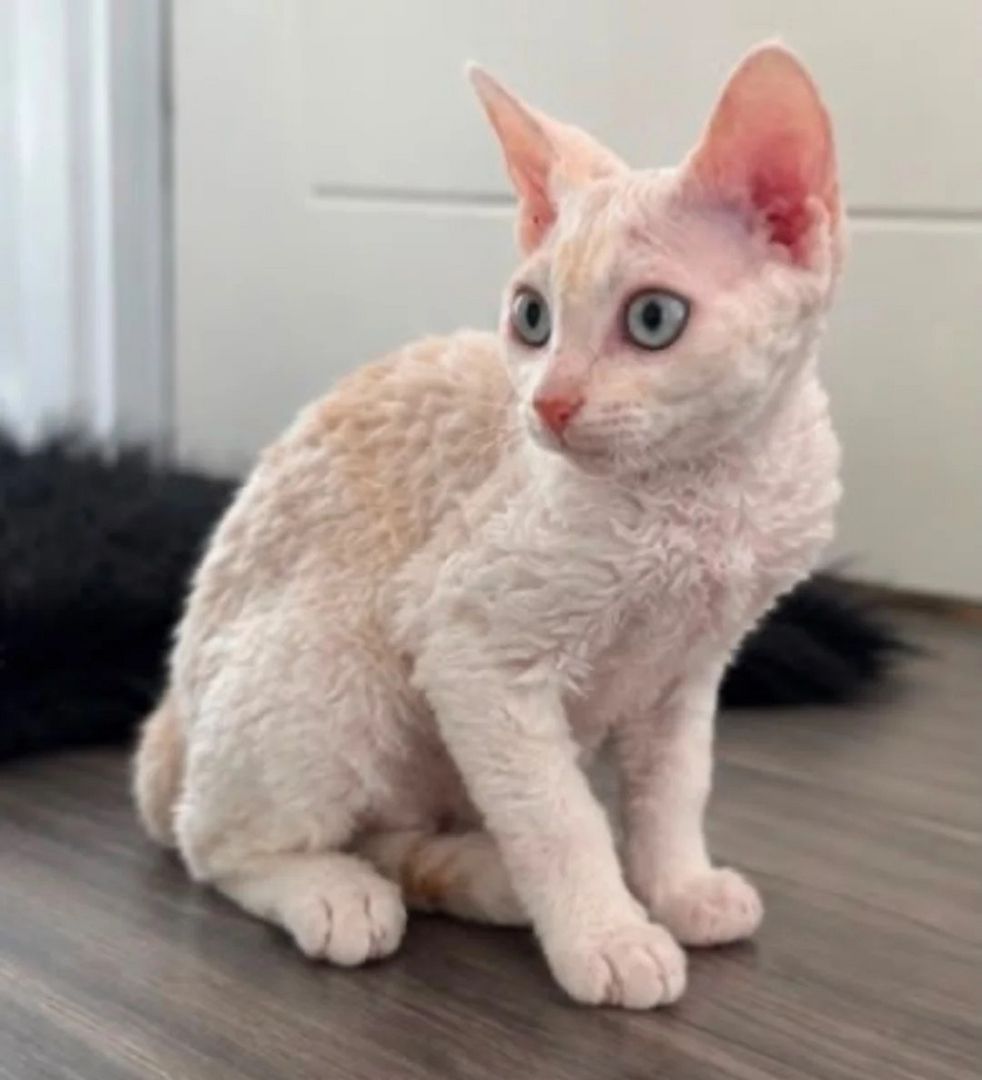 Devon-Rex-Kätzchen