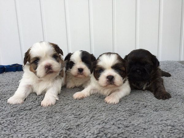 Shih-Tzu-Welpen