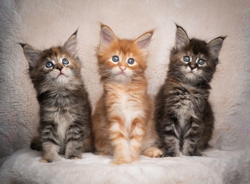Maine-Coon-Kätzchen