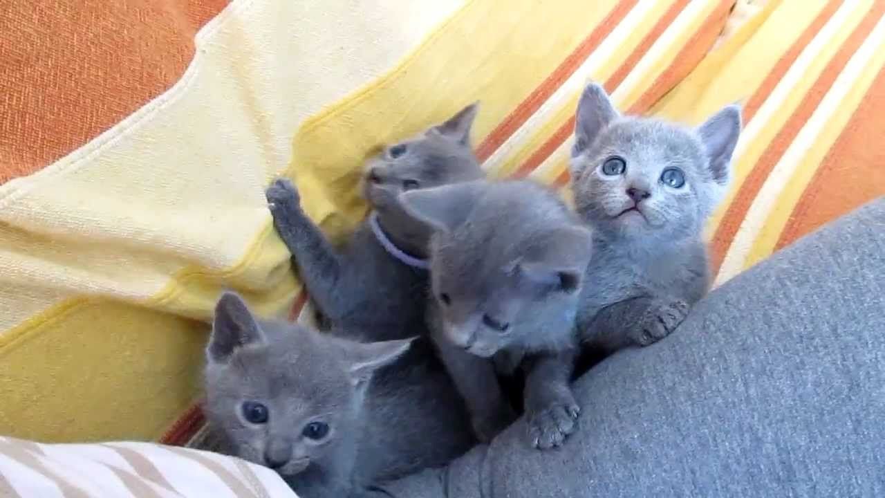 Russisch-Blau-Kätzchen