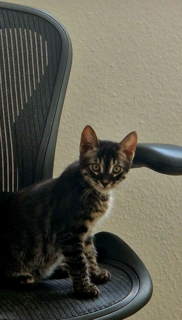 Bengal Charcoal Kitten Kater