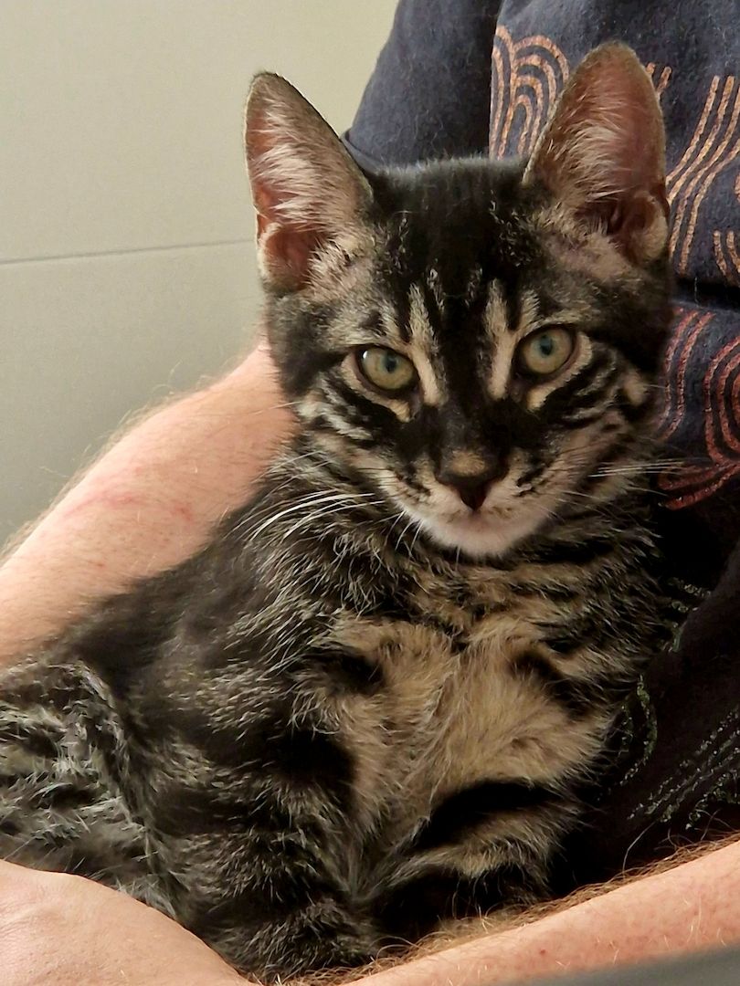 Bengal Charcoal Kitten Kater