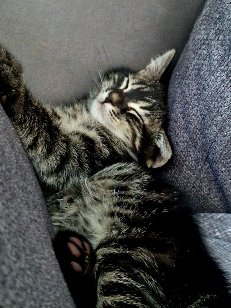 Bengal Charcoal Kitten Kater