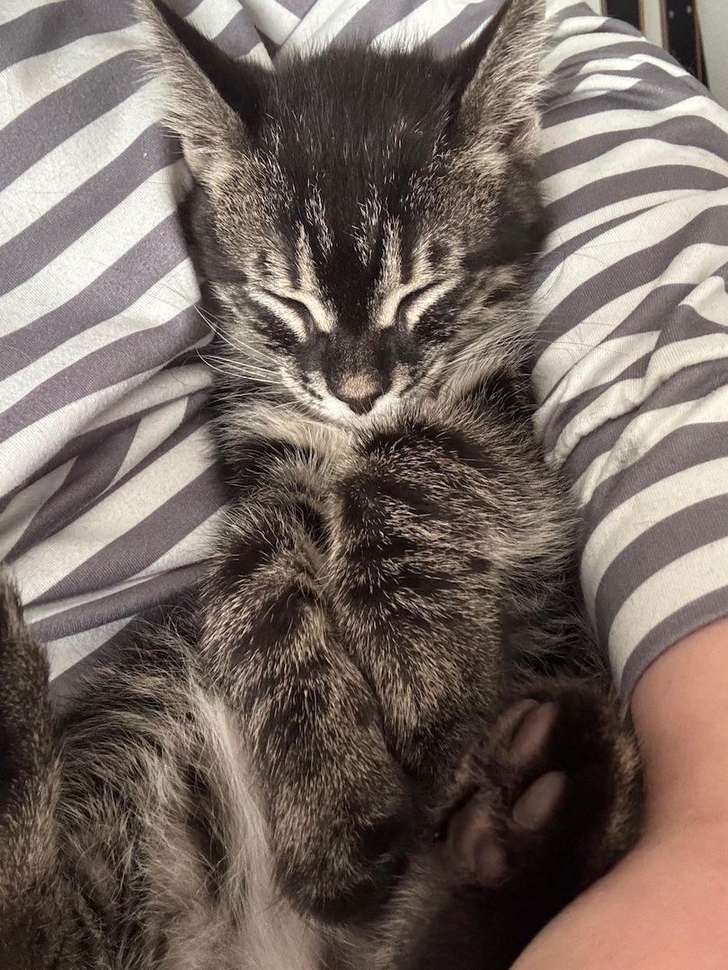 Bengal Charcoal Kitten Kater