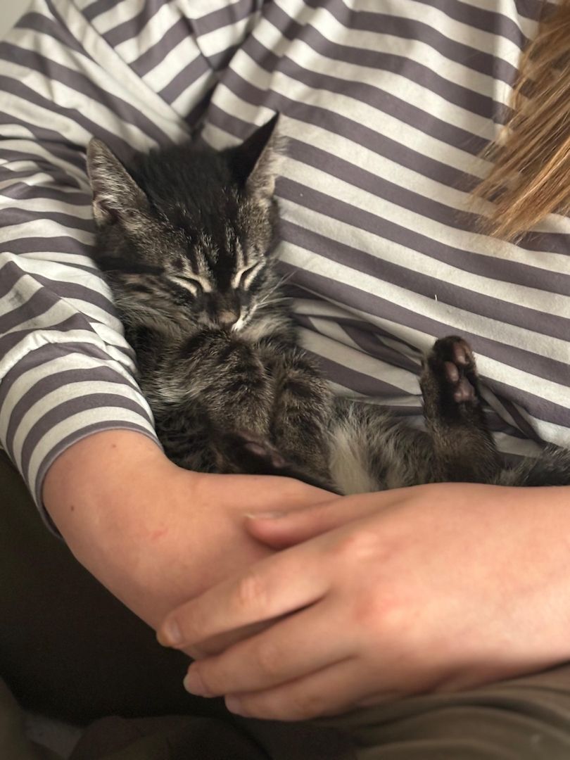 Bengal Charcoal Kitten Kater