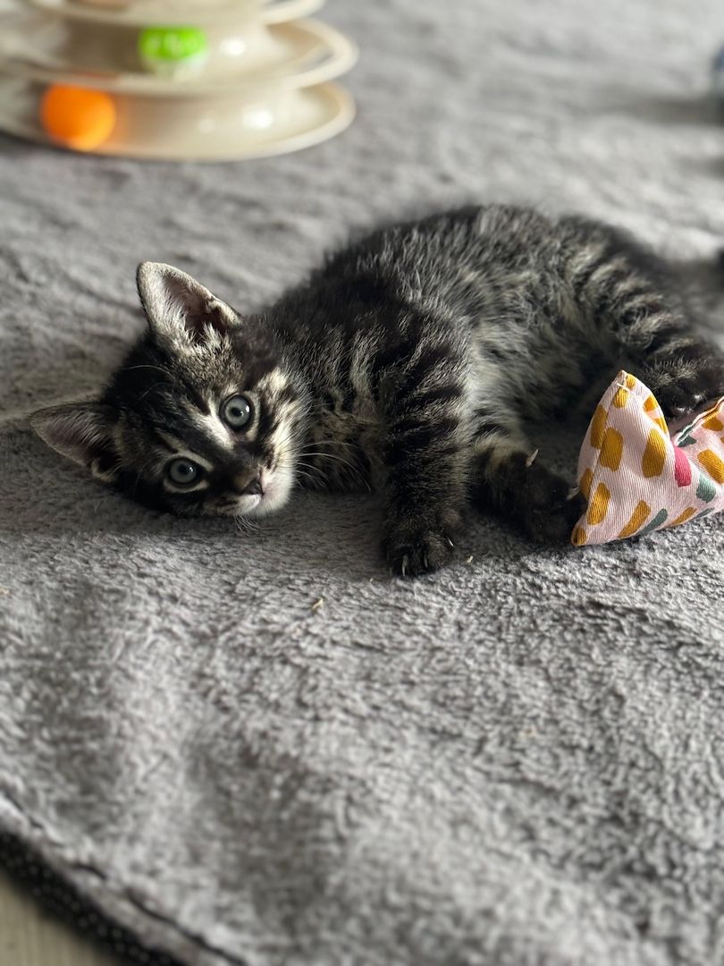 Bengal Charcoal Kitten Kater