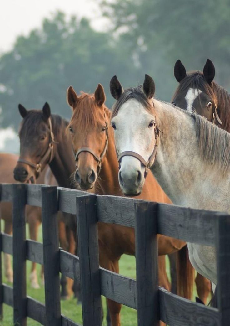 Suche Beschäftigung für nebenbei auf Ranch/ Pferdehof