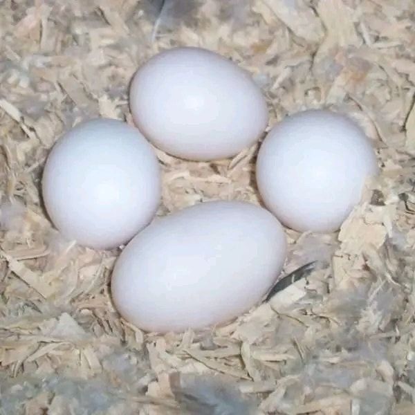 Frische, befruchtete Papageieneier und Papageienküken zu verkaufen