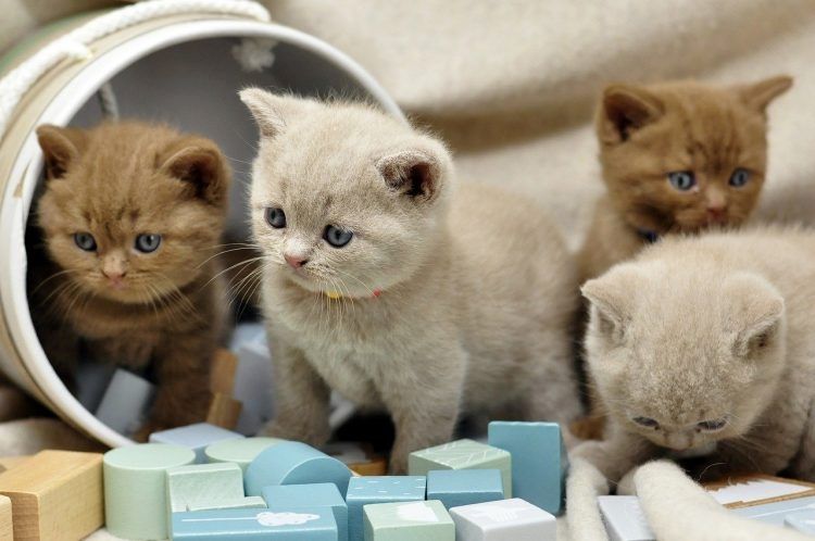 Scottish-Fold-Kätzchen sucht neues Zuhause