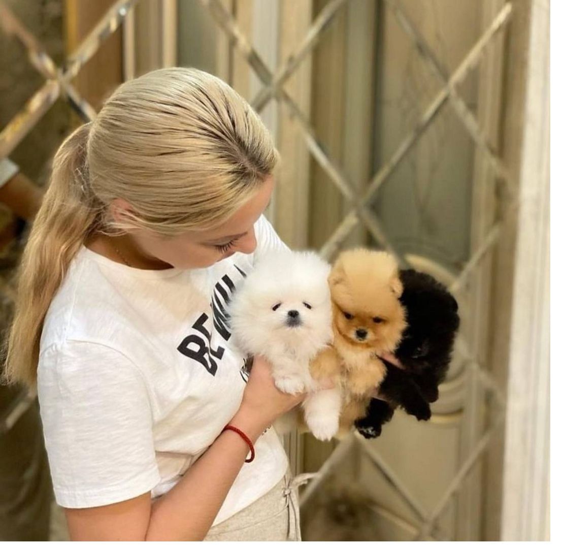 Pomeranian-Welpen zu verkaufen