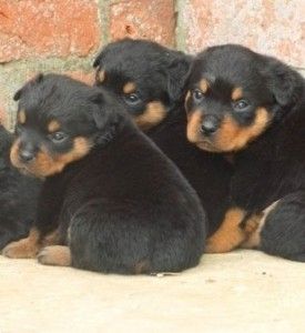 Hervorragende Rottweiler-Welpen