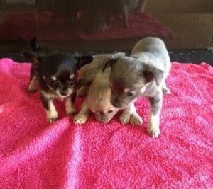 Süße Chihuahua-Welpen zu verkaufen
