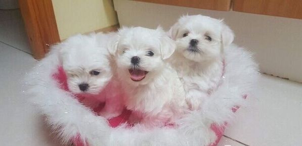 Malteserwelpen zu adoptieren