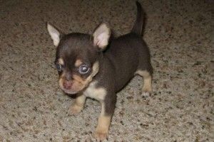 Zwei Chihuahua-Welpen ab sofort verfügbar