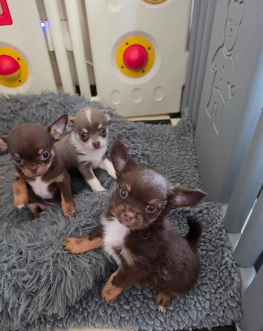 Chihuahua-Welpen zu vermitteln