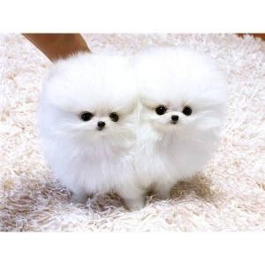 Cremefarbene Pomeranian-Welpen