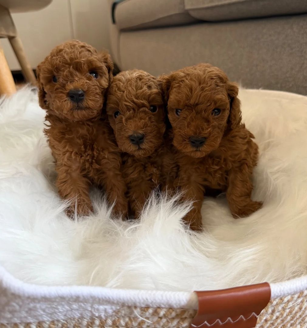Pudelwelpen zu adoptieren