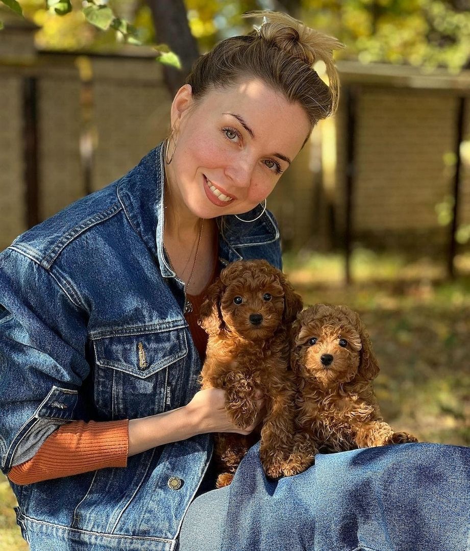 Pudelwelpen zu adoptieren