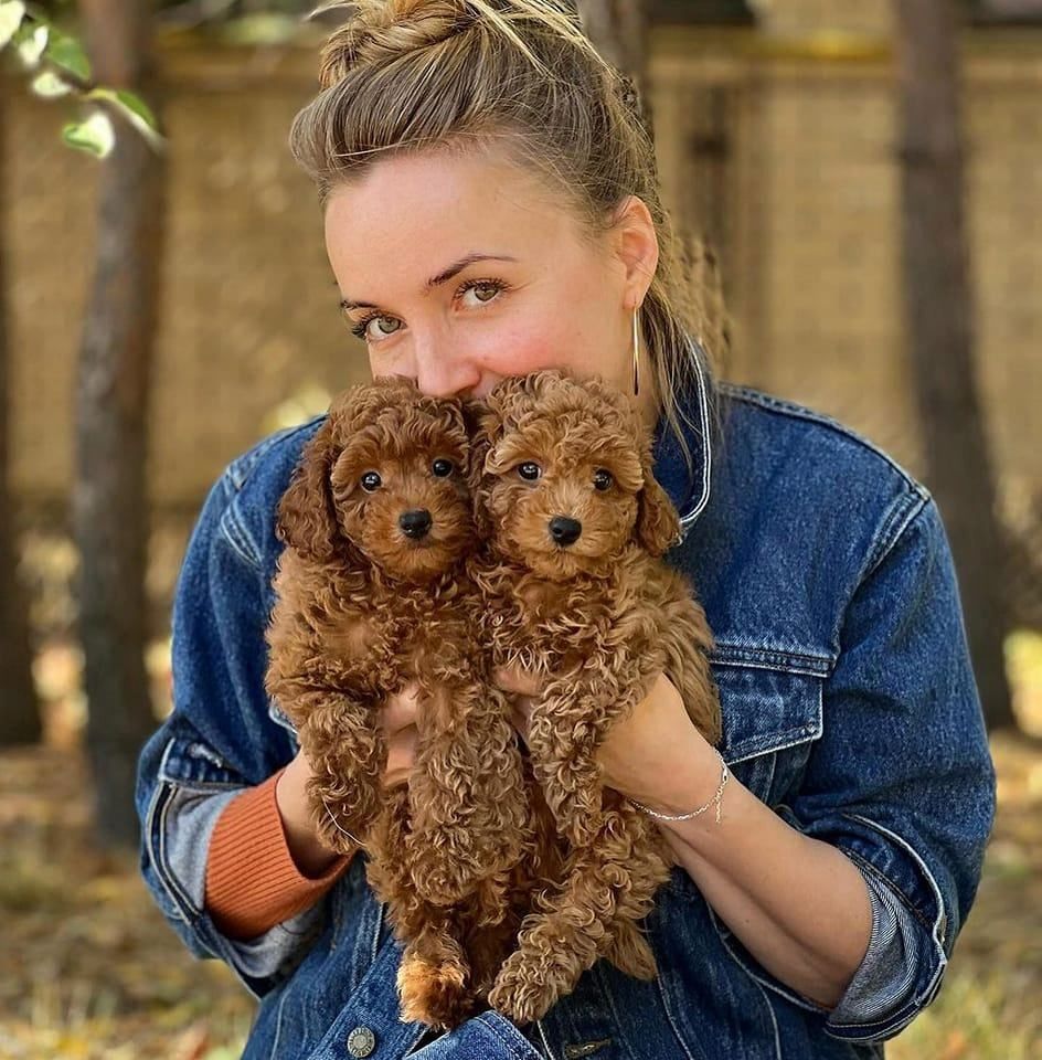 Pudelwelpen zu adoptieren