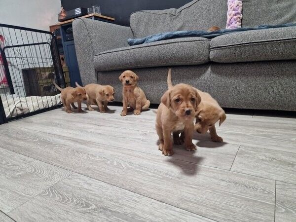 Labradorwelpen zu adoptieren