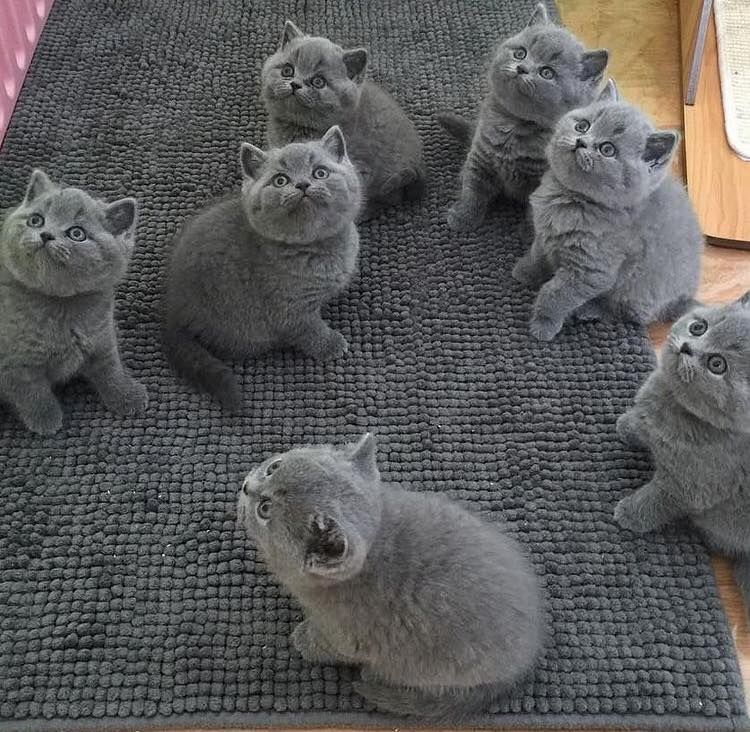 Britisch Kurzhaar-Kätzchen zur Adoption