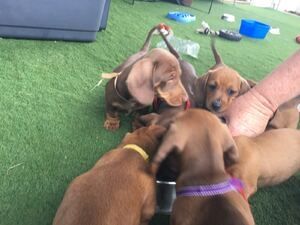 Dackelwelpen zu adoptieren