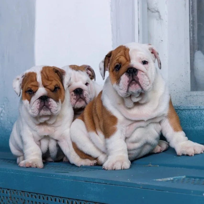 **Traumhafte English-Bulldogge-Welpen dürfen ihre Familien kennenlernen**