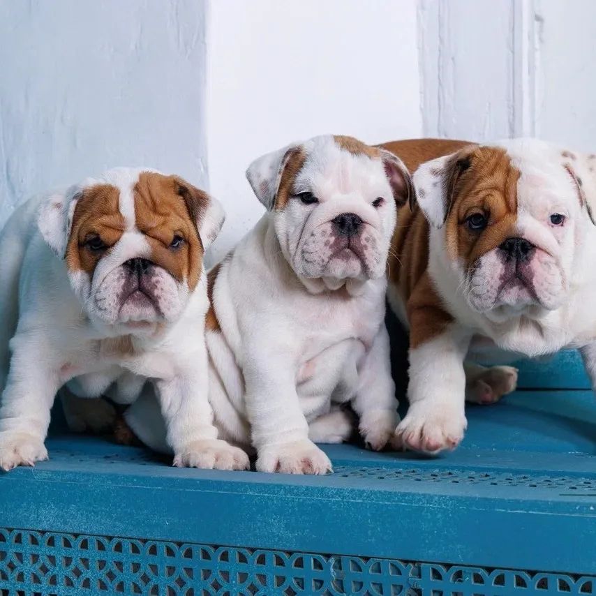 **English-Bulldogge-Babys suchen verantwortungsvolle Familien**