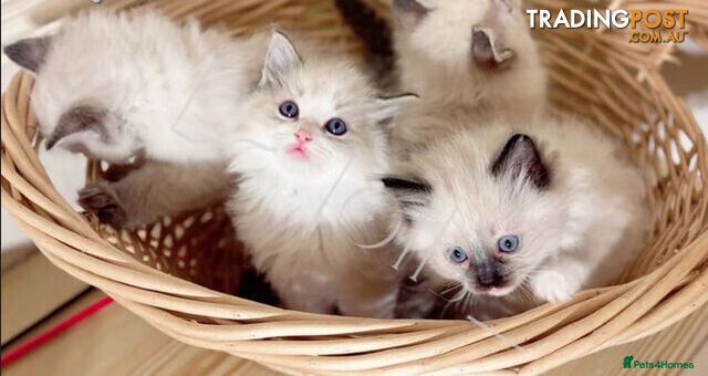 Zwei weibliche Ragdoll-Schwestern (TICA-registriert)