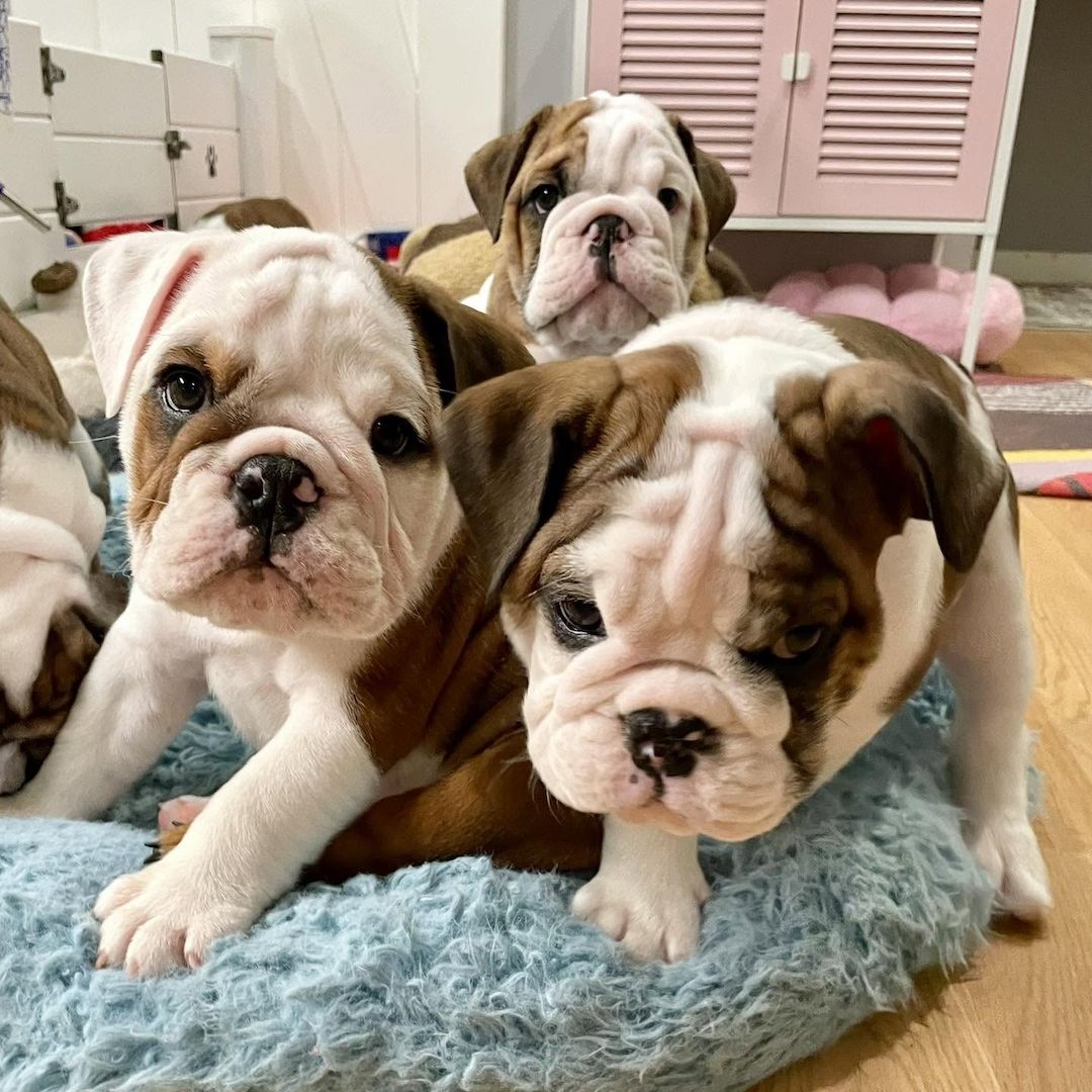 Besondere English-Bulldogge-Welpen suchen besondere Menschen