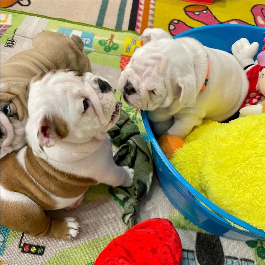 Verschmuste English-Bulldogge-Welpen suchen ein Zuhause