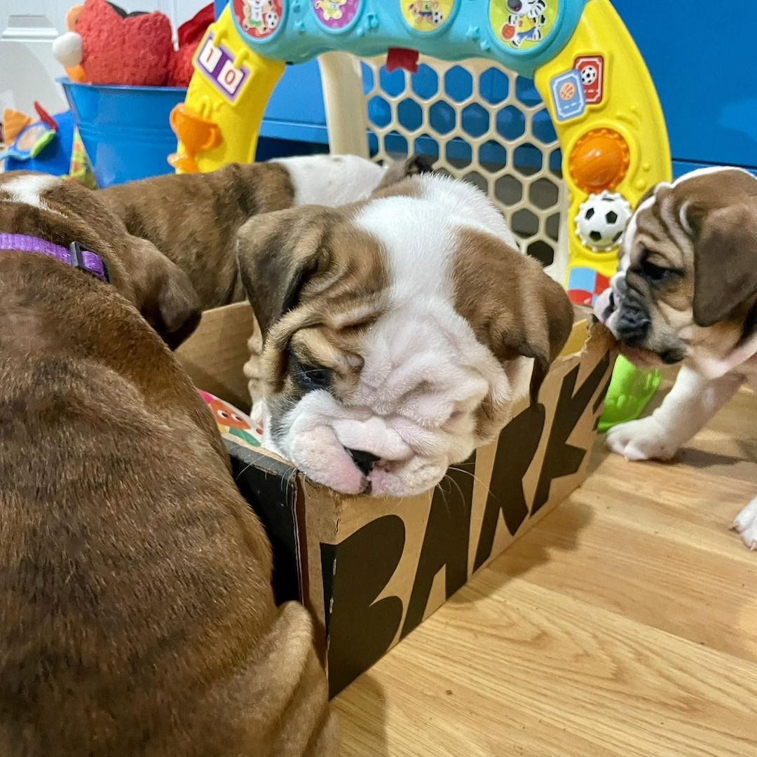 Unsere kleinen English-Bulldogge-Persönlichkeiten suchen ihr Zuhause