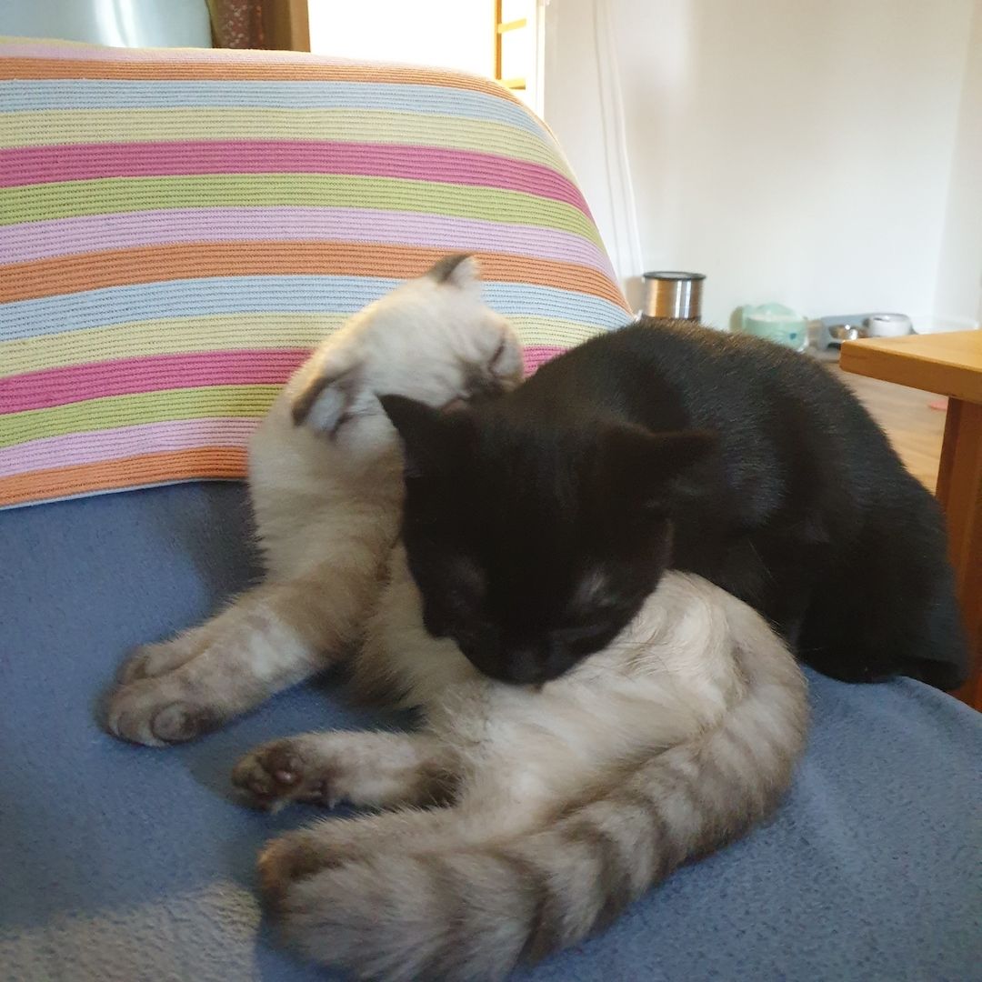BKH 2 Kitten (W), 4 Monate, Geschwister - 450EUR für beide