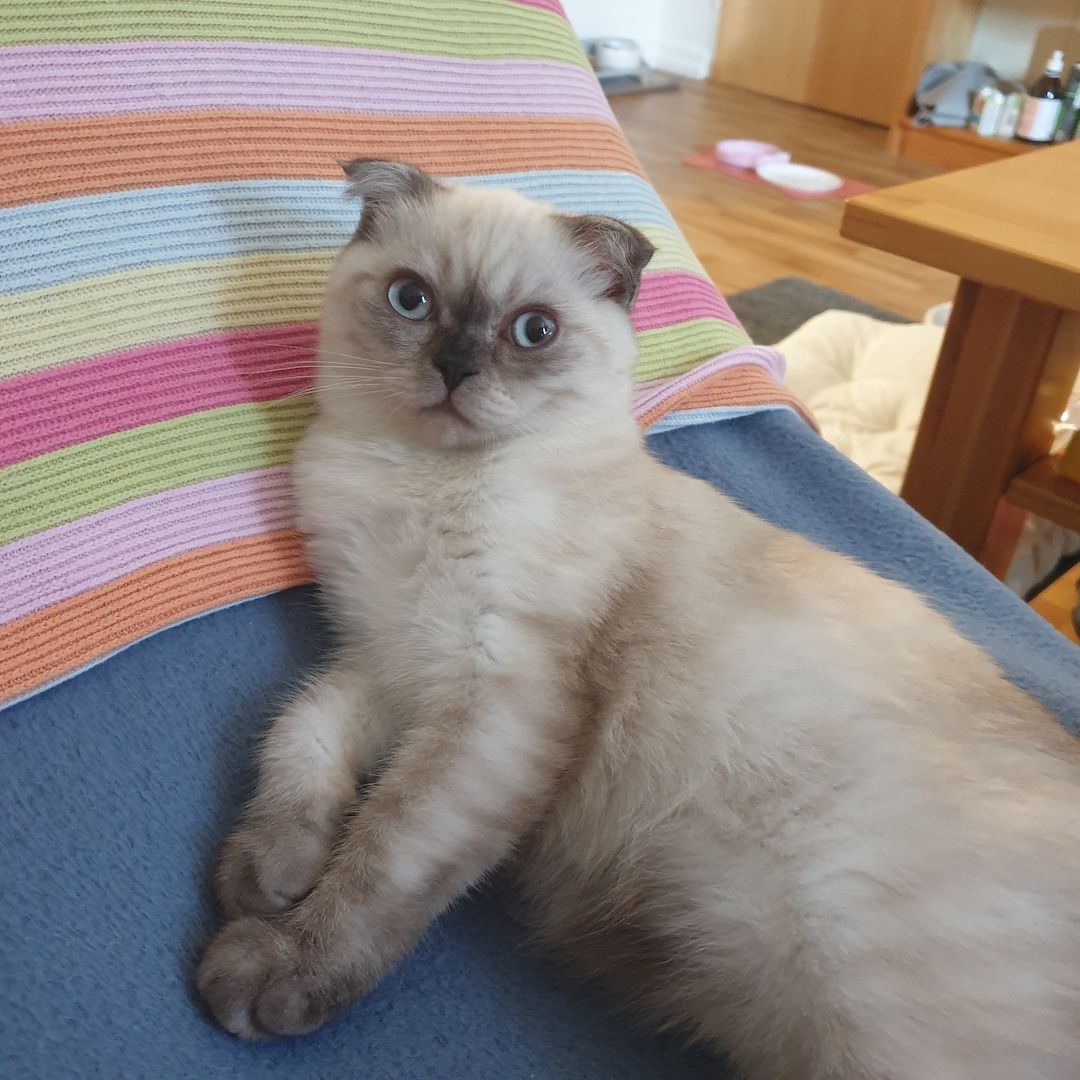 BKH 2 Kitten (W), 4 Monate, Geschwister - 450EUR für beide