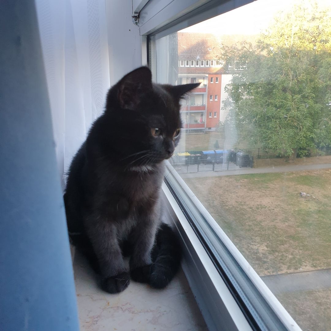 BKH 2 Kitten (W), 4 Monate, Geschwister - 450EUR für beide