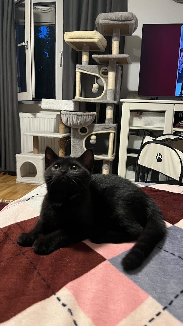 BKH 2 Kitten (W), 4 Monate, Geschwister - 450EUR für beide