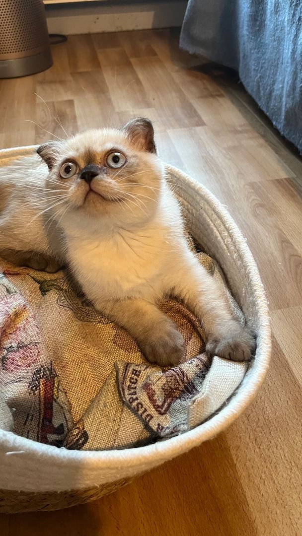 BKH 2 Kitten (W), 4 Monate, Geschwister - 450EUR für beide