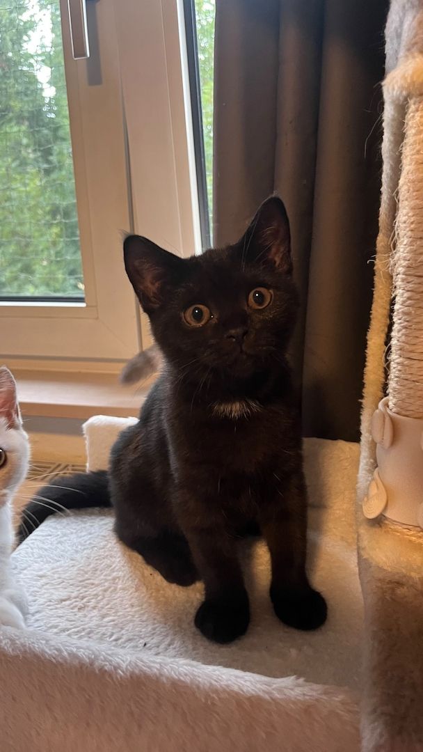 BKH 2 Kitten (W), 4 Monate, Geschwister - 450EUR für beide