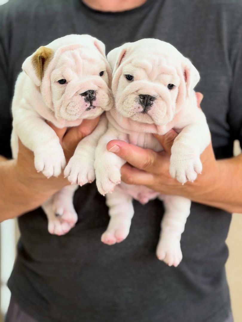 Auf der Suche nach einem neuen Familienmitglied? English Bulldogge Welpen