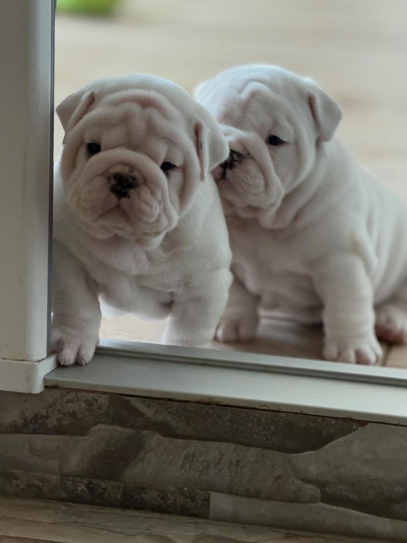 English Bulldogge Welpen