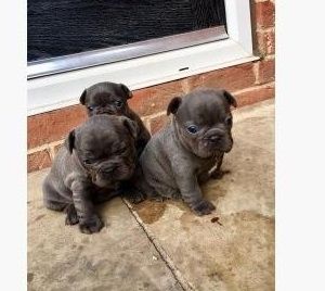 Tolle Französische Bulldoggen-Welpen zu verkaufen