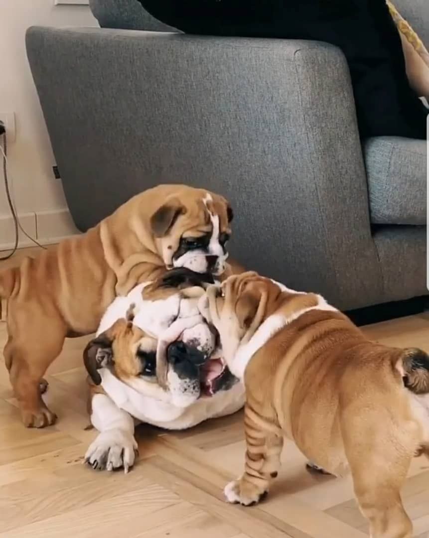 6 Old englisch Bulldog Welpen