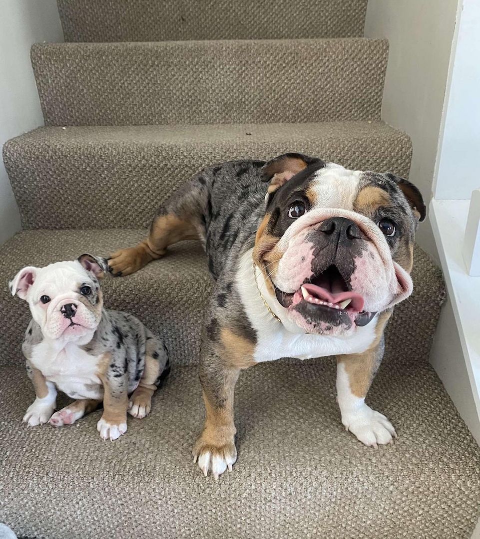 New Englische Bulldogge Welpen