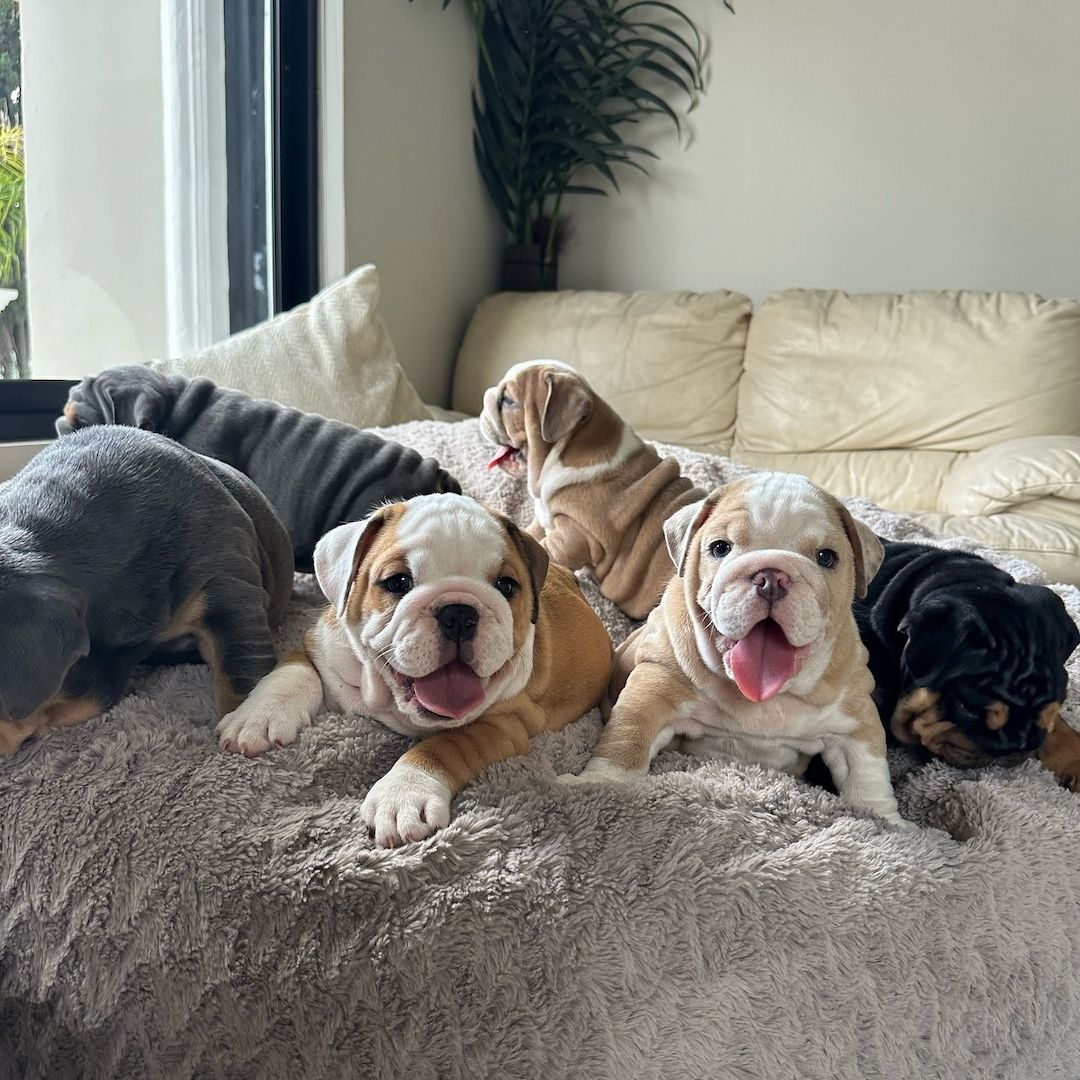 Englische Bulldogge Rüden und Hündinnen suchen ein liebevolles Zuhause