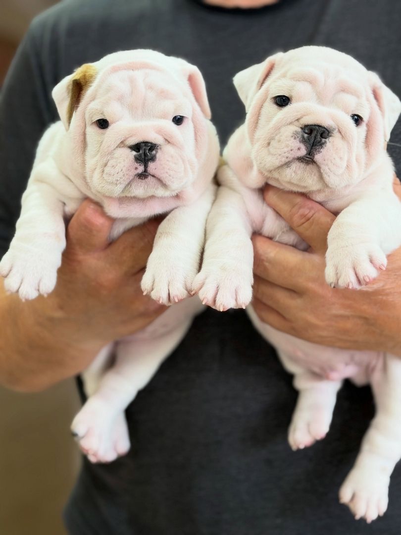 English-Bulldogge-Welpen – Rüden & Hündinnen suchen liebevolle Familien