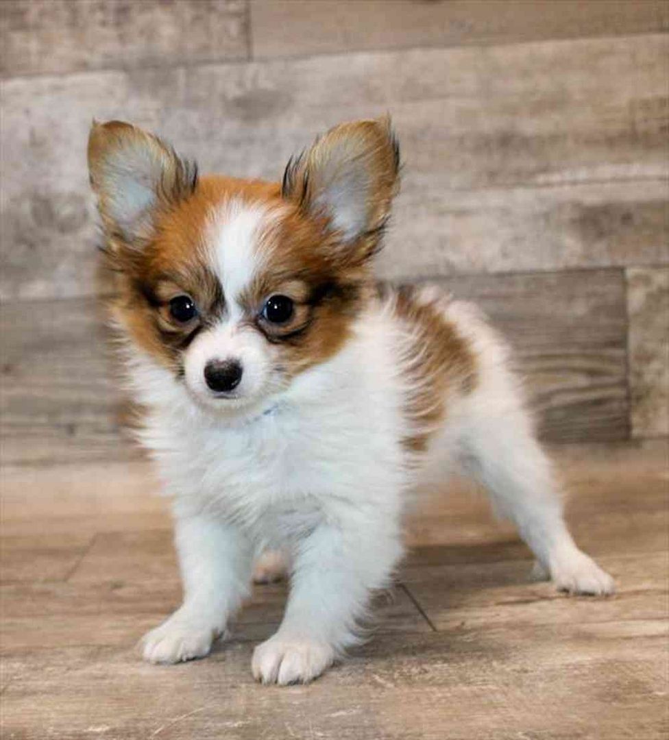 Papillon-Welpen. WhatsApp: +44 7469 456352