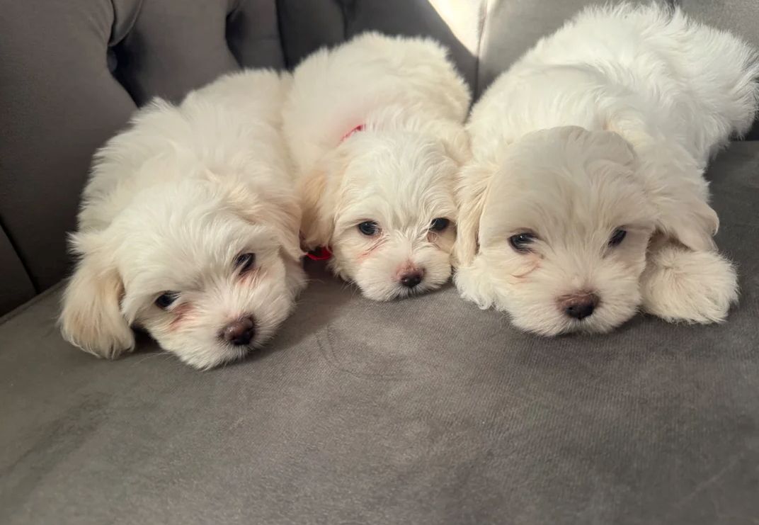 Malteser-Welpen suchen ein neues Zuhause.